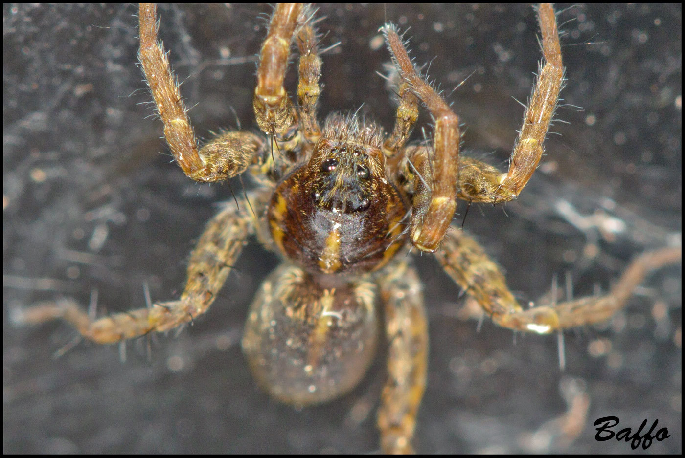 Pardosa sp.